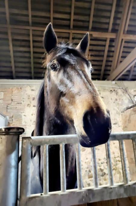 Gite Au Haras D'Agathe Et Ses Princes Les Barils Ngoại thất bức ảnh