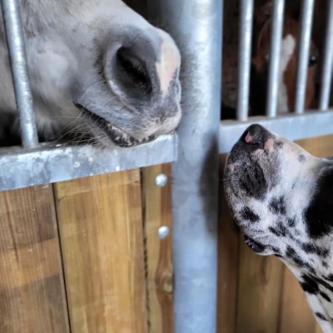Gite Au Haras D'Agathe Et Ses Princes Les Barils Ngoại thất bức ảnh
